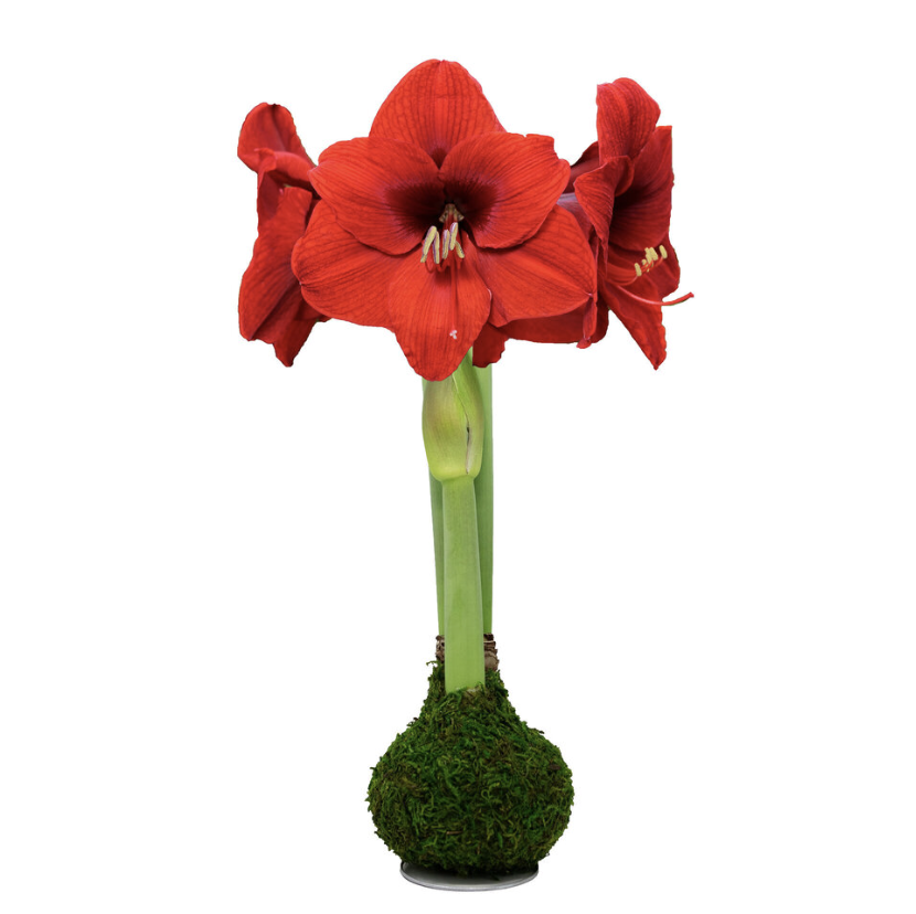 Amaryllis with bright red blooms growing from a moss-covered bulb