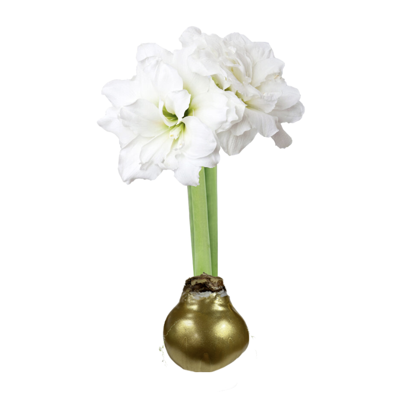 Amaryllis with ruffled white blooms growing from a gold wax-coated bulb