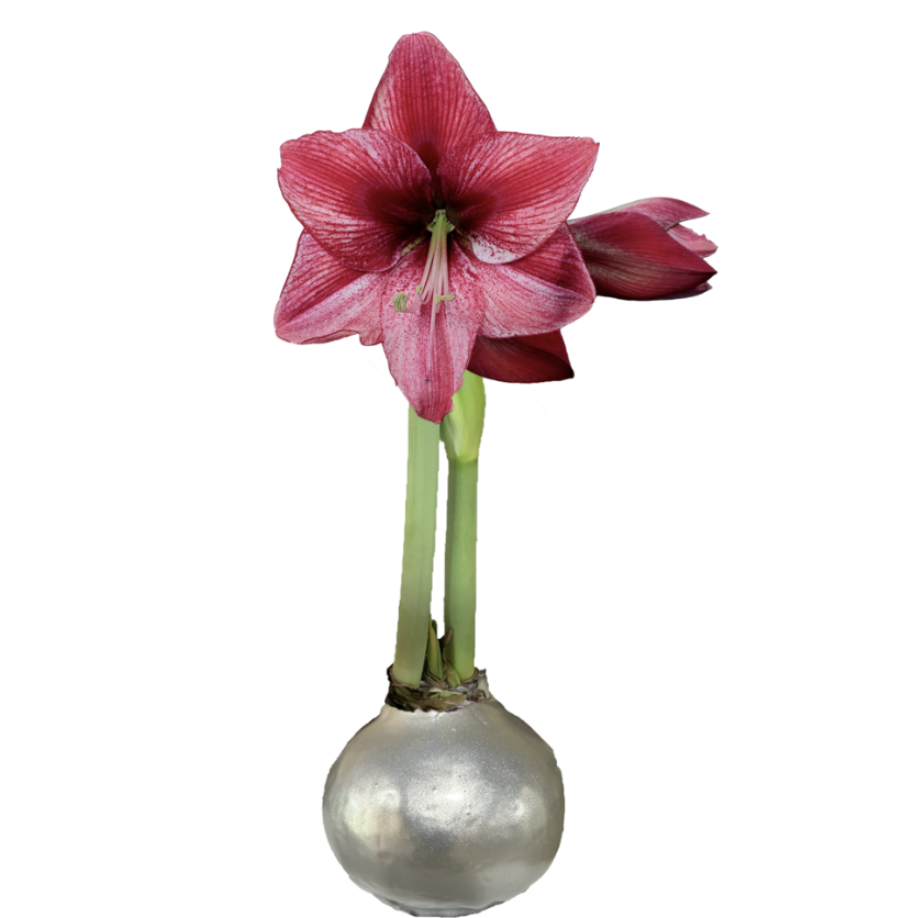 Amaryllis with red and white striped blooms growing from a silver wax-coated bulb